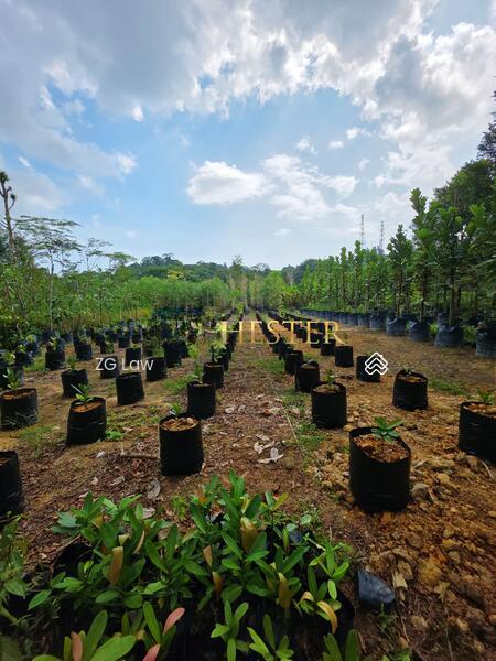 Jalan Yong Peng,Sri Medan - 5