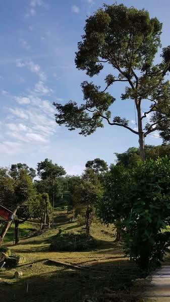 Pahang Durian Investment Farm - 3