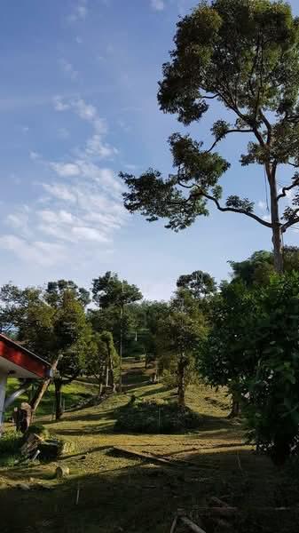 Pahang Durian Investment Farm - 5