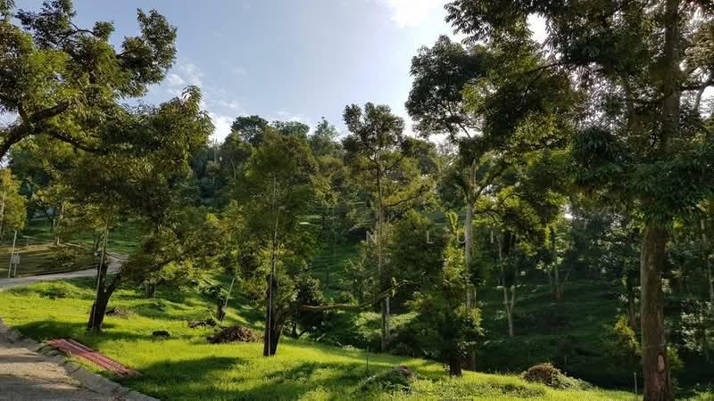 Pahang Durian Investment Farm - 1