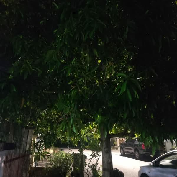Desa Casuarina - 4
