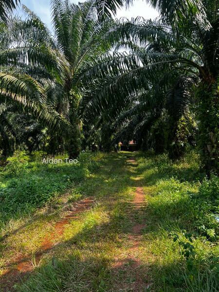 Lendu Land Freehold Beside Road - 3
