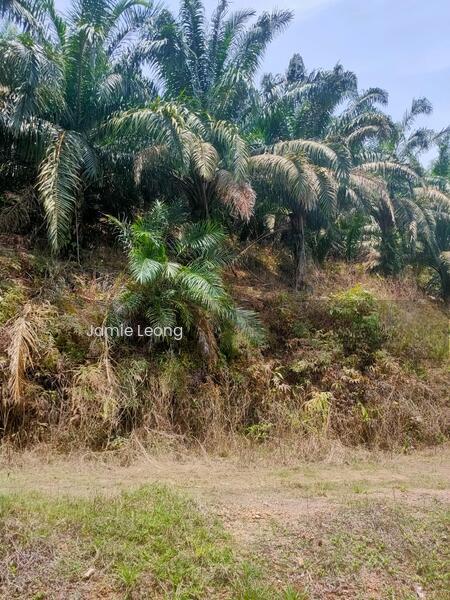Agricultural Land 6.91 acres besides Main Road Karak Bentong Pahang - 3