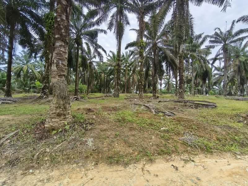 Kulai - 5