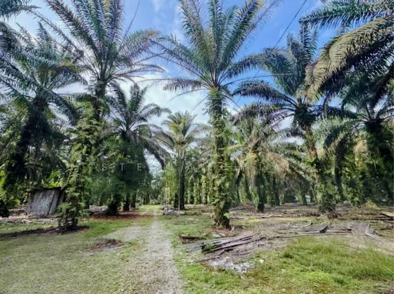 Pekan Nana Pekans Nanas - 2