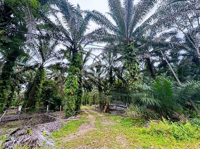 Pekan Nana Pekans Nanas - 1