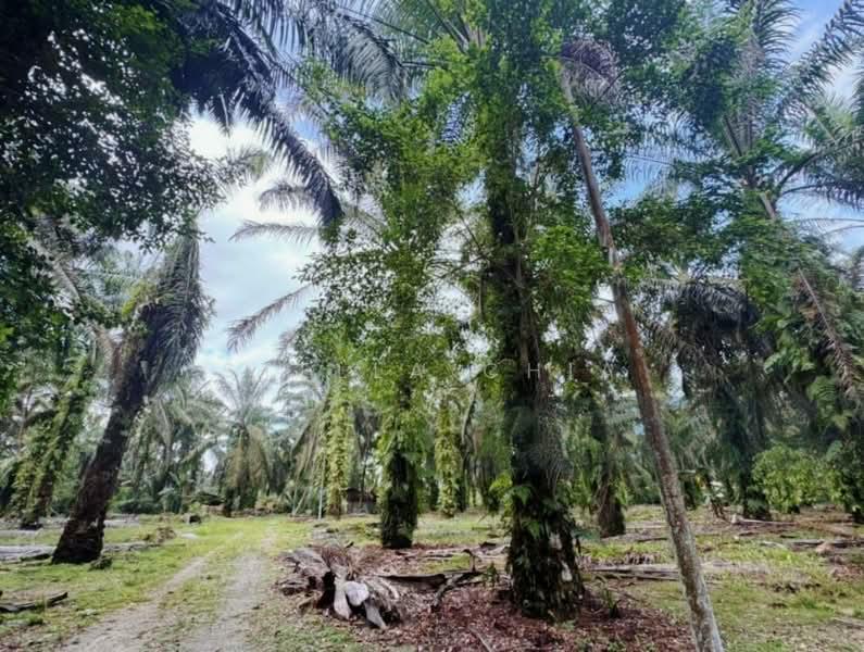 Pekan Nana Pekans Nanas - 3