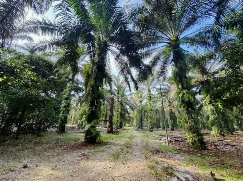 Pekan Nana Pekans Nanas - 4