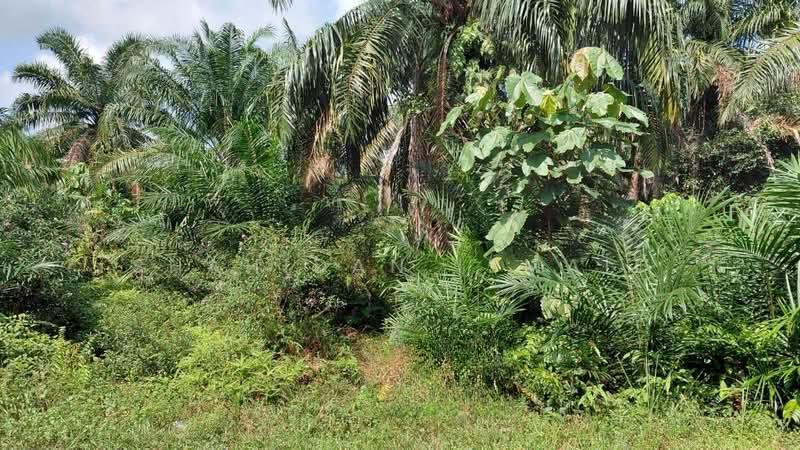 Kampung Seri Cheeding - 1