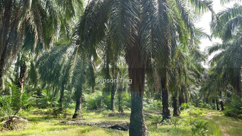 10.5 Acres Kapar Residential Land For Sale - 2