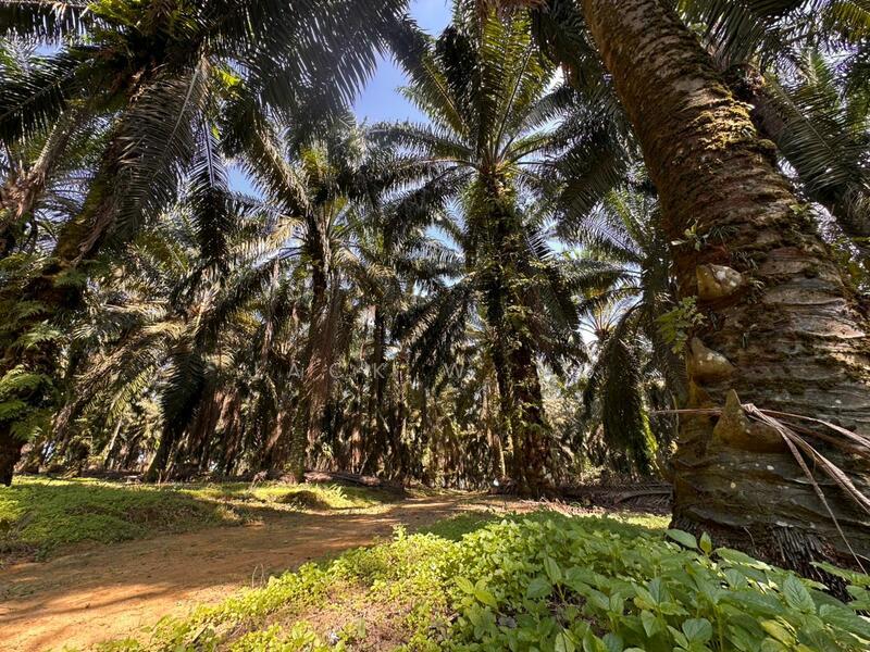 Ulu Tiram Ulu Tiram Ulus Tirams - 3