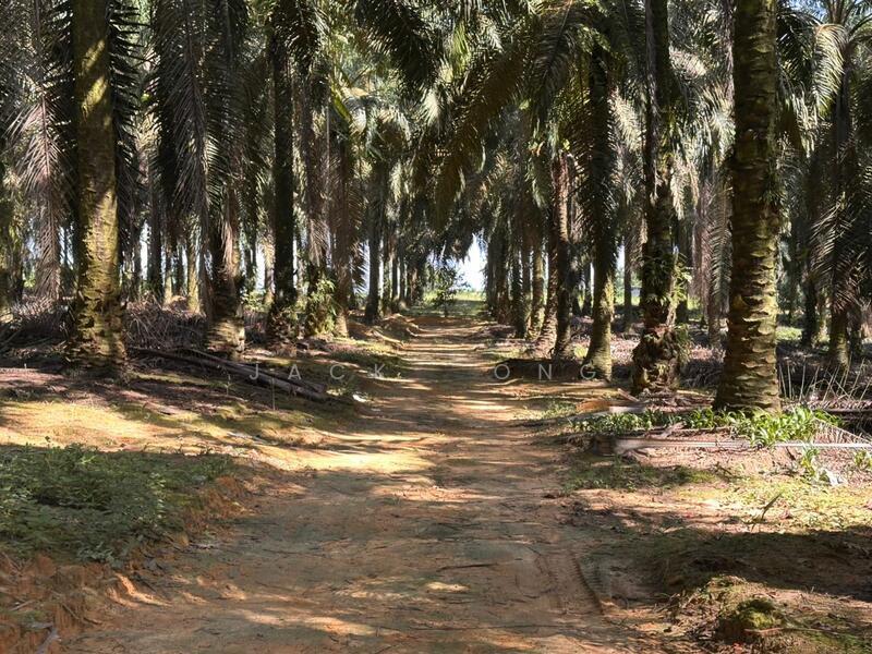 Ulu Tiram Ulu Tiram Ulus Tirams - 2