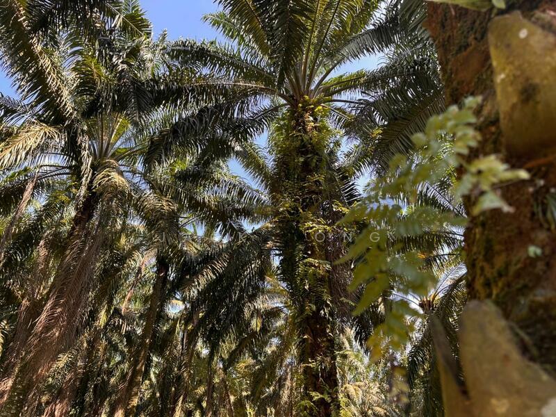 Ulu Tiram Ulu Tiram Ulus Tirams - 5