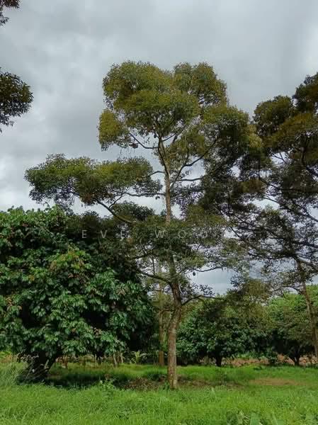 Gelang Patah Second Link Residential Land - 1