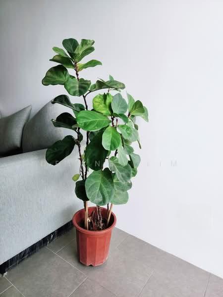 The Establishment - 5