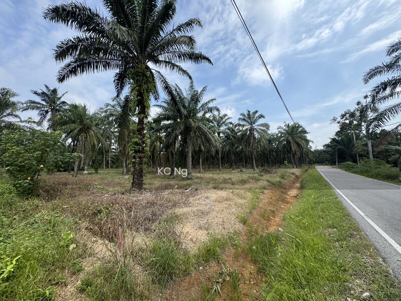 Panchor Muar Johor Agricultural Land For Sale. - 5