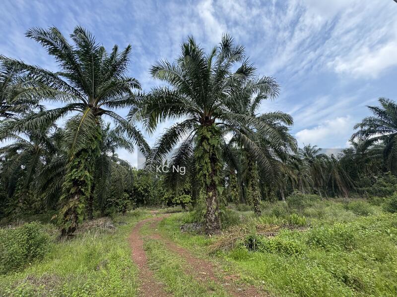 Panchor Muar Johor Agricultural Land For Sale. - 4