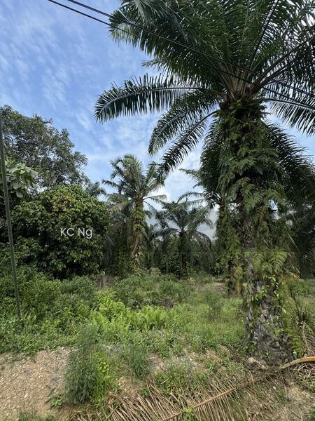 Panchor Muar Johor Agricultural Land For Sale. - 3