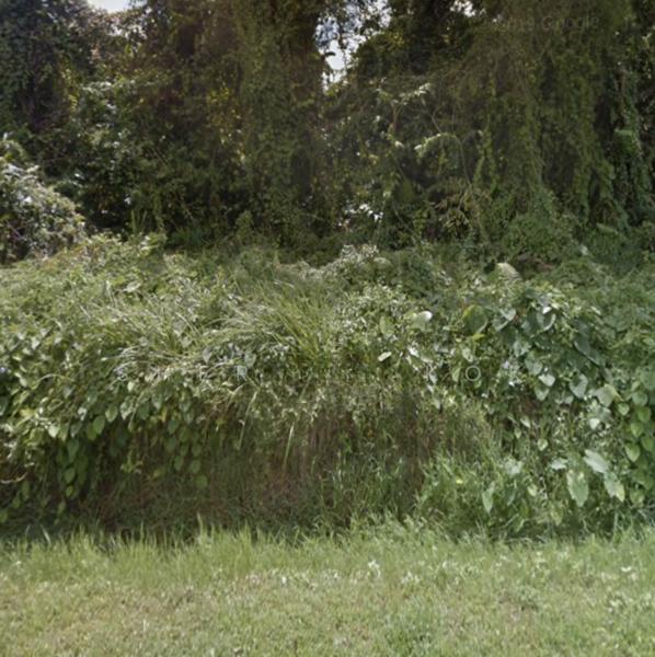 Agricultural Land @ Kuching Stampin - 5