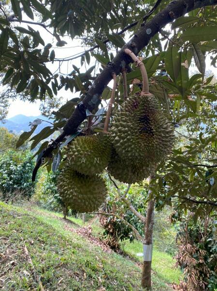 Bukit Tinggi Bentong Durian Land - 1