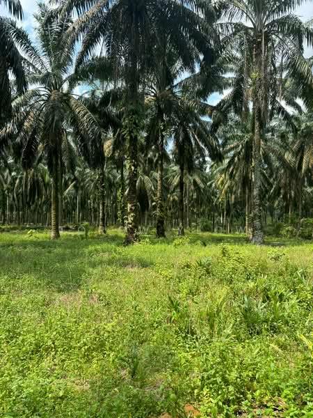 Kulai land for sale zoning industry - 4