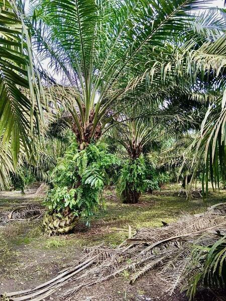 Pekan Nanas Batu 30 - 5