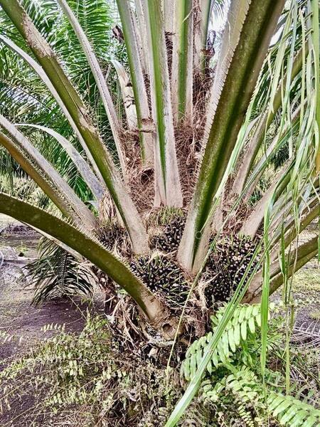 Pekan Nanas Batu 30 - 3