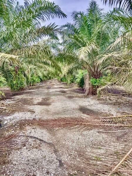 Pekan Nanas Batu 30 - 1