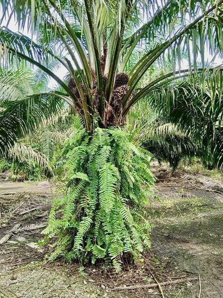 Pekan Nanas Batu 30 - 4