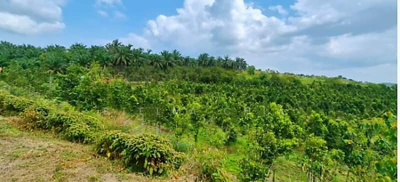 Seelong Seelongs - 3