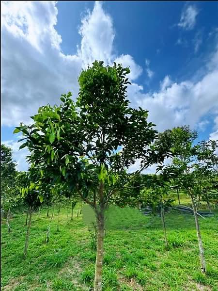 Seelong Seelongs - 5