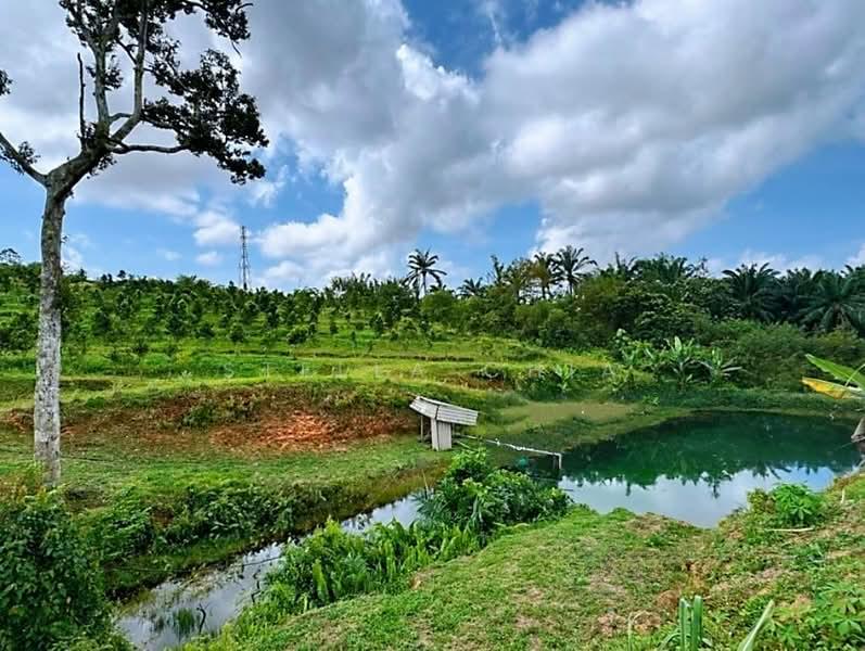 Seelong Seelongs - 2