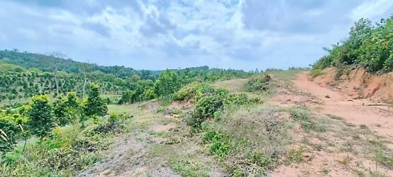 Seelong Seelongs - 4