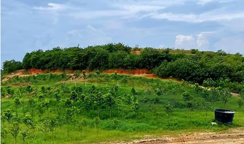 Seelong Seelongs - 1