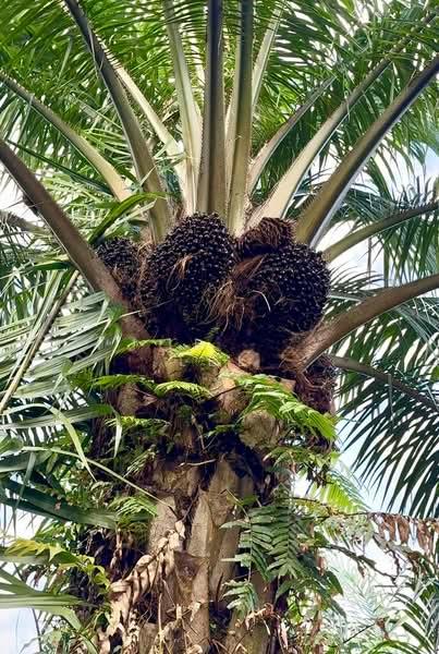 Parit Sikom First Lot 5.97 acre Oil Palm Algiculture Land for Sale - 1