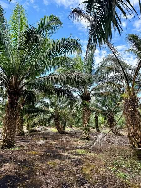 Parit Sikom First Lot 5.97 acre Oil Palm Algiculture Land for Sale - 3