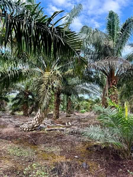 Parit Sikom First Lot 5.97 acre Oil Palm Algiculture Land for Sale - 2