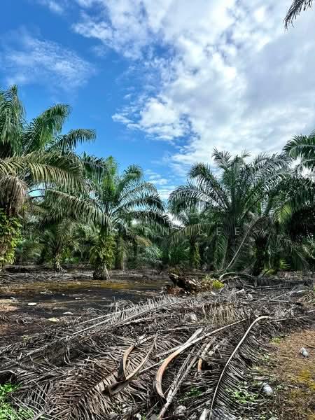 Parit Sikom First Lot 5.97 acre Oil Palm Algiculture Land for Sale - 4