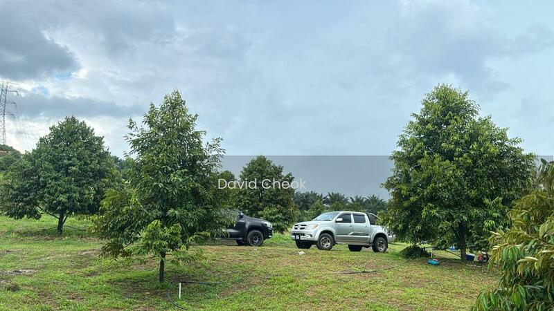 Durian, Linggi, 6 years, 200 Trees, Linggi, Port Dickson, Negeri Sembilan, 6.216 acres - 1