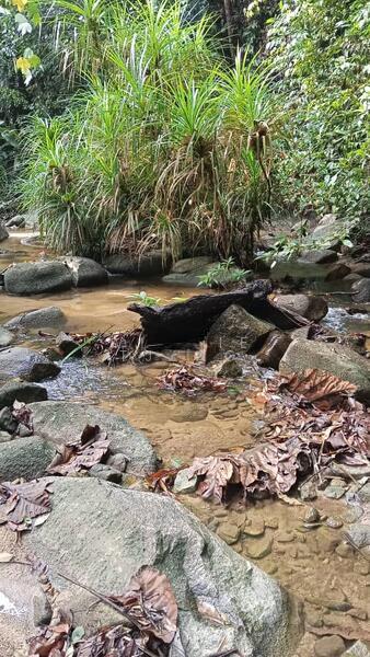 Agriculture land,Perak - 1