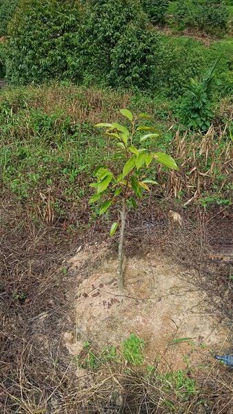 Agriculture land,Perak - 4
