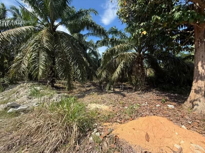 Kampung semanger kota tinggi - 2