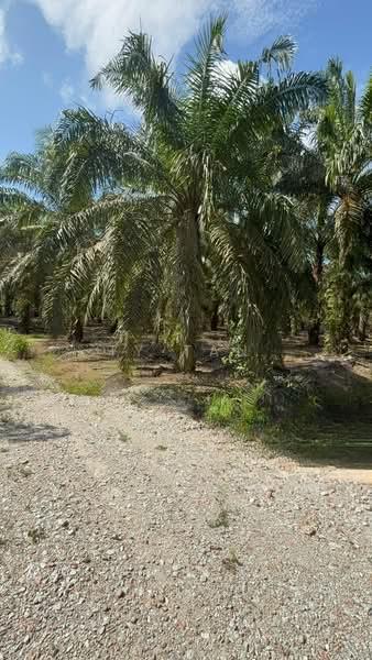 Kampung semanger kota tinggi - 1