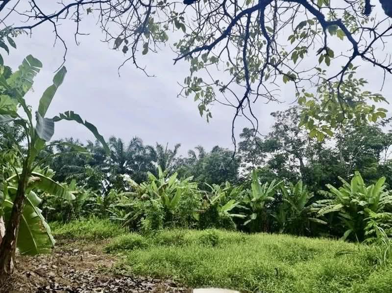 Kulai Kulai Kulais - 2