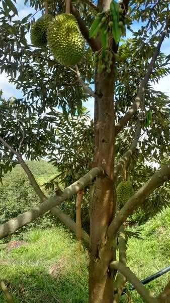 Taman Mambau Baru - 5