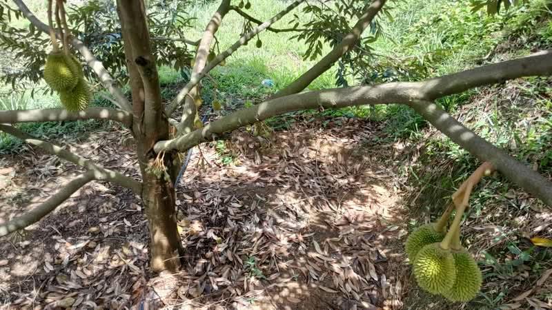 Taman Mambau Baru - 1