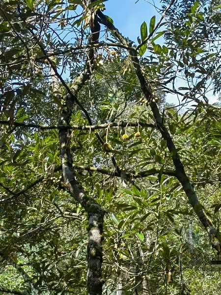 Setia Ecohill Walk - 2