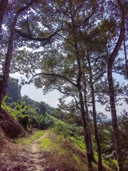 Setia Ecohill Walk - 1