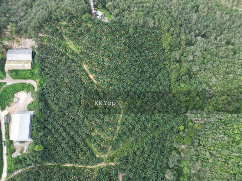 Lendu, Alor Gajah 10acres Freehold Palm Oil Agriculture Land For Sale - 2