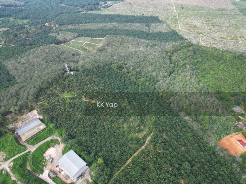 Lendu, Alor Gajah 10acres Freehold Palm Oil Agriculture Land For Sale - 4
